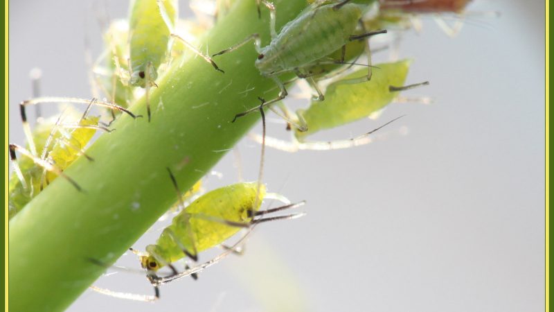 Parlons des insectes nuisibles dans votre jardin