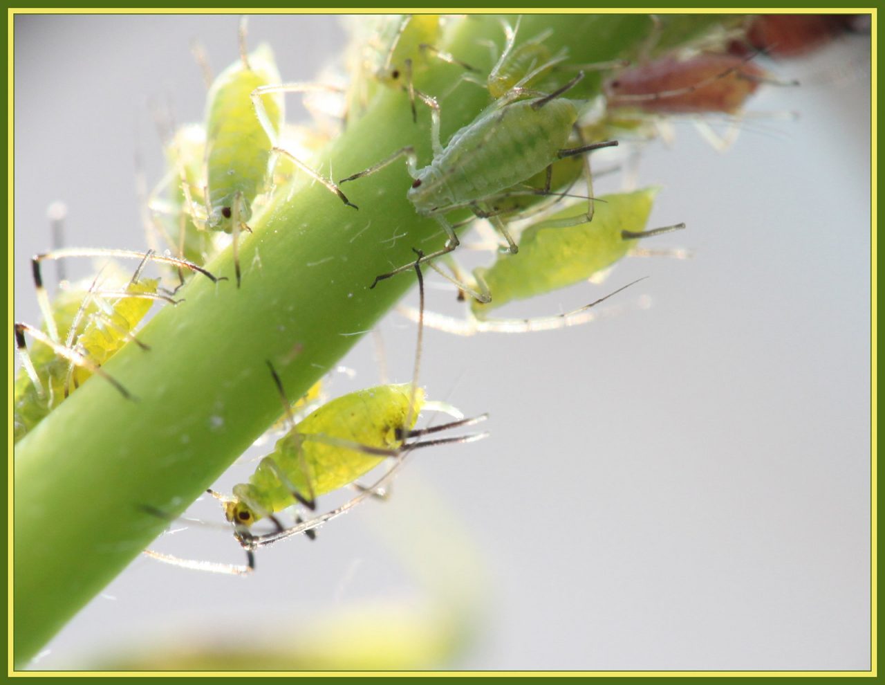 Parlons des insectes nuisibles dans votre jardin