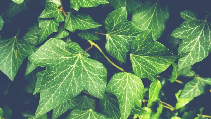 Comment réussir à arroser les plantes de façon économique et régulière?