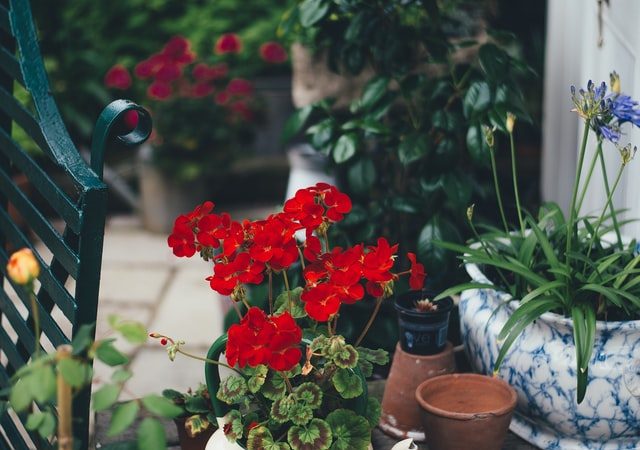 Des plantes et fleurs sur la terrasse : une alternative pour avoir un espace vert en centre-ville