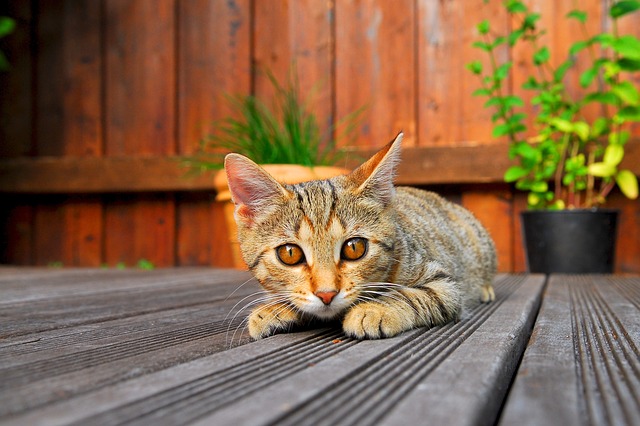 Comment hydrofuger un plancher de terrasse en bois ?