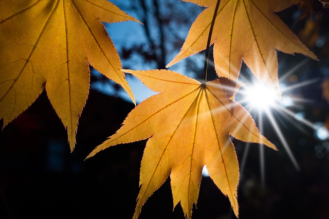 06 Causes de la secheresse des feuilles d’erable japonais