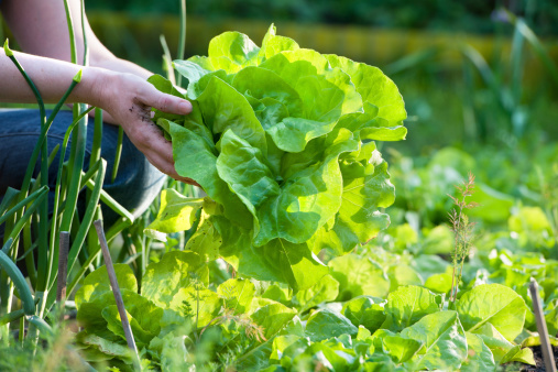 Comment faire pousser de la salade ?