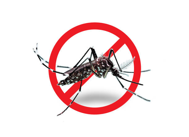 4 conseils pour venir à bout des moustiques