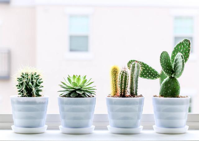 Les conseils à suivre dans l’entretien du cactus