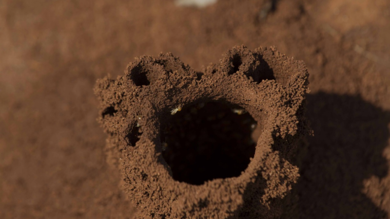 Ce qu’il faut savoir sur les traitements contre les termites