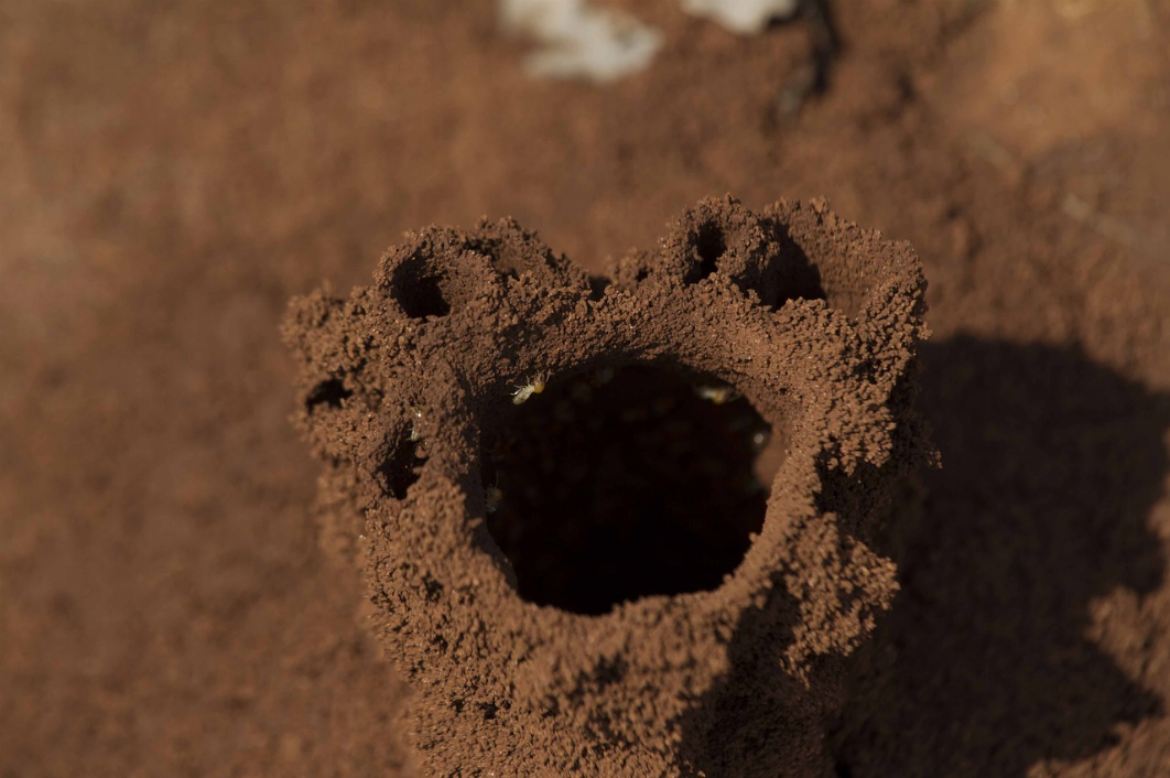 Ce qu’il faut savoir sur les traitements contre les termites